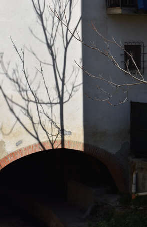 The presence of the standing tree on its shadow in Tuscany Italyの写真素材