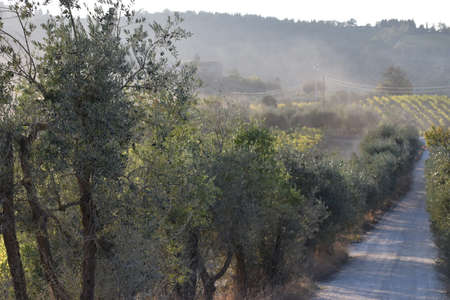 The sandy air creates atmospheric view in Tuscany Italyの写真素材