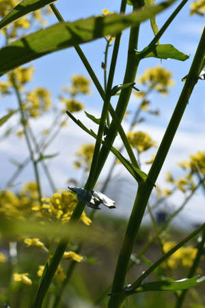 As if I was in the fairytale on the lower ground of the green grass field with yellow flowers in...