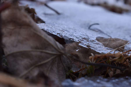 The slice layer of the white ice on the autumn colorful leaves in Sapporo Japan