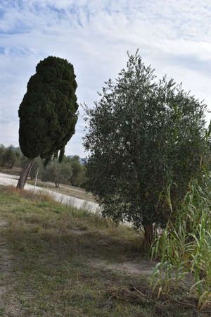 The oddly standing trees in Tuscany Italyの写真素材