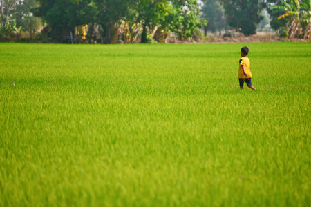 kid in the rice fieldの写真素材