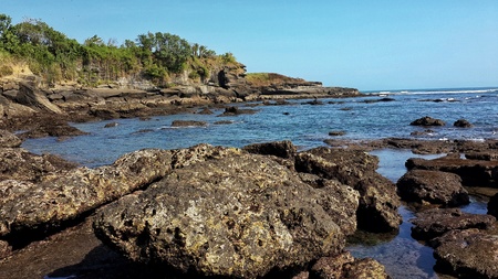 Beautiful Coral at the Beach with Clear Skyの写真素材