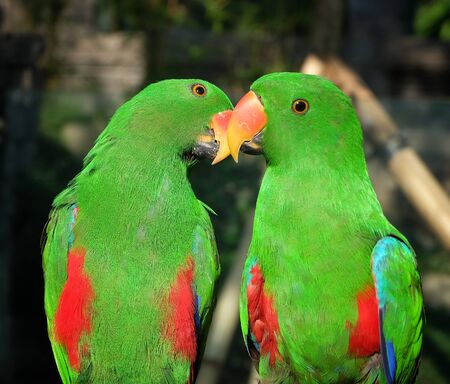 this is photo of two green birds paired up on a rock with best quality and high resolution for you.