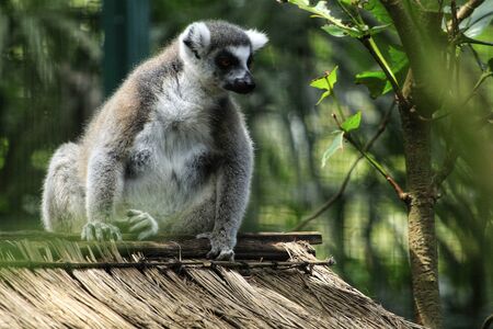 this is photo of a lemur is sitting on a wooden house with a natural setting with best quality and...