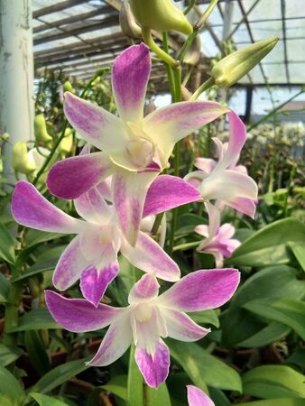 white and purple orchids with motion blurの写真素材