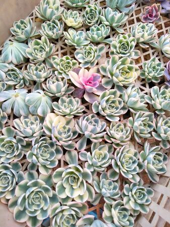 lots of green cactus with neatly arranged in potsの写真素材