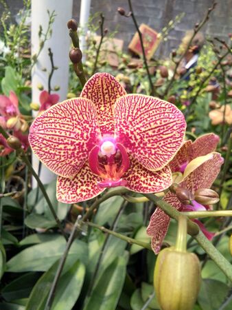 red orchid with motion blurの写真素材