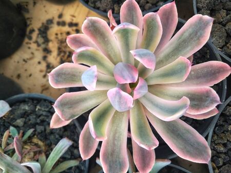 gradation of pink to white flowers with a beautiful shapeの写真素材