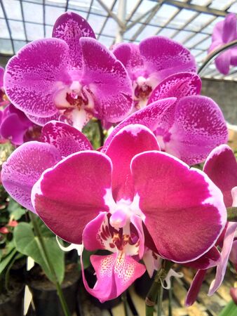 purple orchids hangingの写真素材