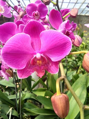 purple orchids in a sunny gardenの写真素材