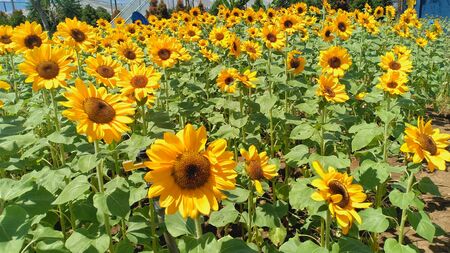 lots of bright sunflowers in a beautifully arranged gardenの写真素材
