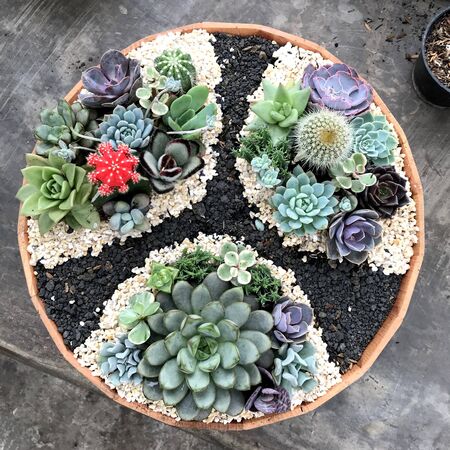 colorful cactus in a neatly arranged potの写真素材
