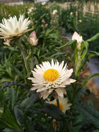 white flowers with green stems and motion blurの写真素材