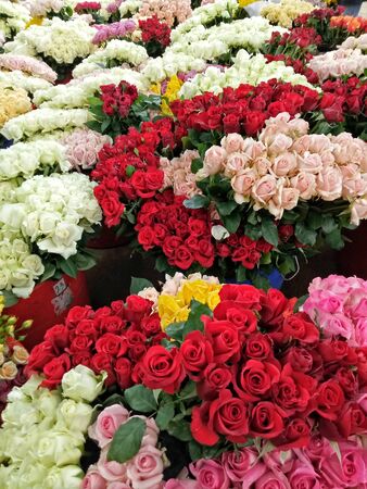 many red and white roses are arranged neatly in potsの写真素材