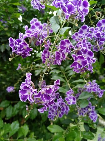 purple orchids hanging with green leavesの写真素材