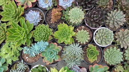 lots of colorful cactus in the potの写真素材