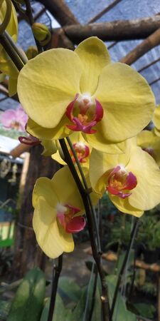 yellow flowers with motion blurの写真素材