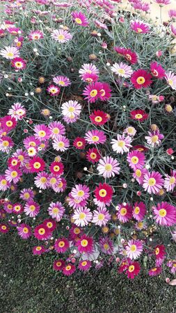 colorful little flowers with motion blurの写真素材