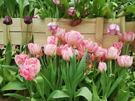 pink flowers with green leaves with motion blurの写真素材
