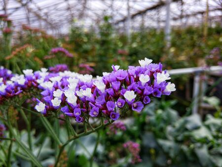 purple flowers with motion blurの写真素材