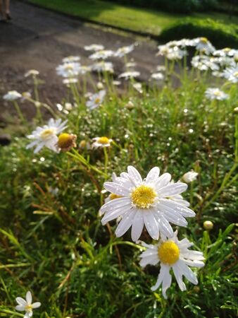 jasmine flowers are white against a background of green plantsの写真素材