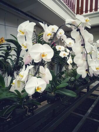 white orchids with neatly arrangedの写真素材