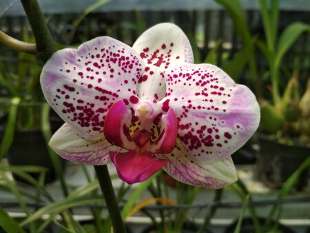 White orchids hanging with motion blurの写真素材