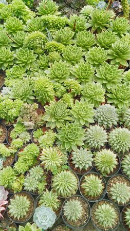 green cactus in the potの写真素材