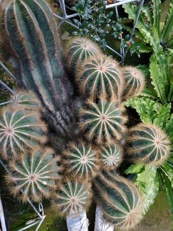 thorny cactus is green with other plantsの写真素材
