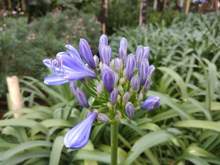 bluish purple flowers with motion blurの写真素材