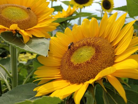 two sunflowers with motion blurの写真素材