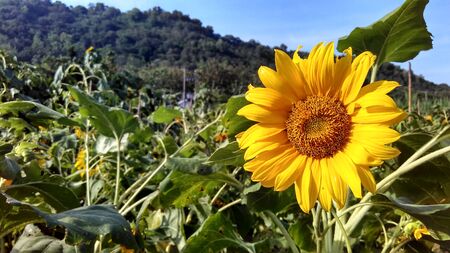 sunflowers with green leaves against a mountain backdropの写真素材