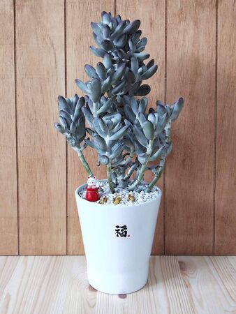 plants with unique shapes in pots with cat accessoriesの写真素材