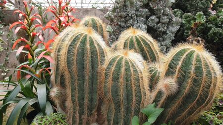 cactus with lots of thorns and motion blurの写真素材
