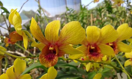 yellow orchids with green leaves hangingの写真素材