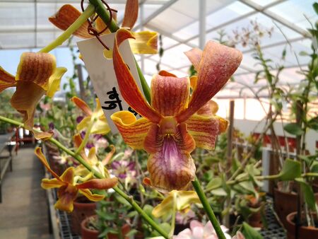 orchids are red and neatly arranged with motion blurの写真素材