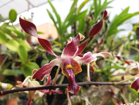 red orchid with motion blurの写真素材