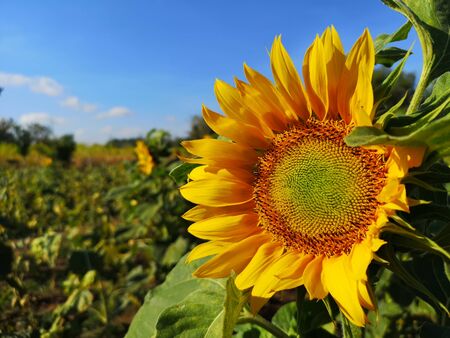 sunflowers with green leaves and bright sky backgroundの写真素材