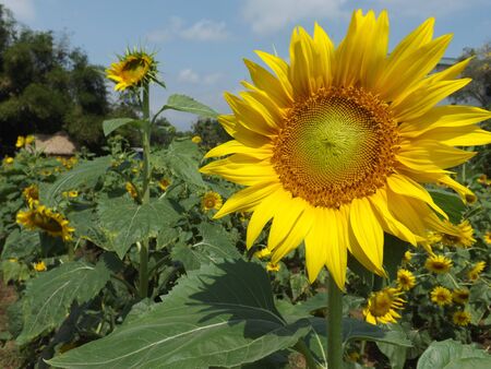 sunflowers with green leaves and motion blurの写真素材