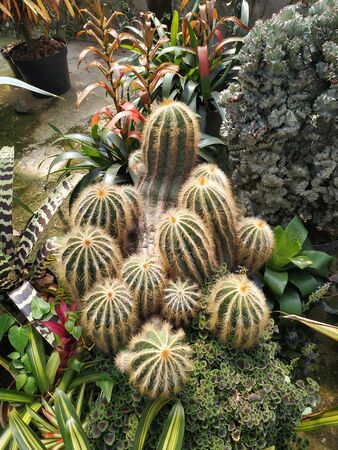 yellow cactus in a potの写真素材