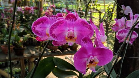 purple orchids with green stemsの写真素材