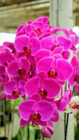 purple orchids with motion blurの写真素材
