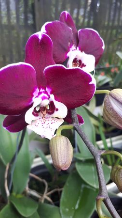 purple orchids with motion blurの写真素材