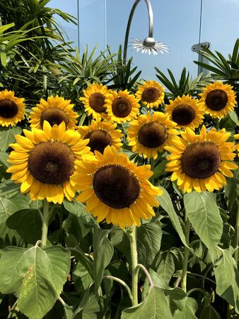 sunflowers in the garden with fine weatherの写真素材