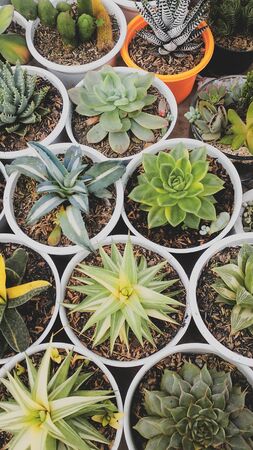 lots of colorful cactus in the potの写真素材