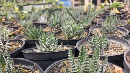 green plants in pots neatly arrangedの写真素材