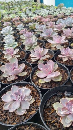 pink cactus in a neatly arranged potの写真素材