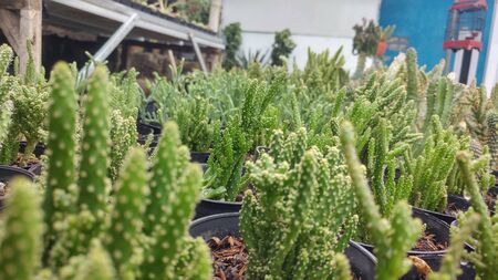 lots of cactus in greenの写真素材