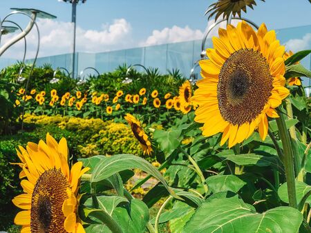 sunflowers with green leaves in the open gardenの写真素材